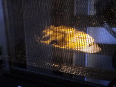 ニシンとかぼちゃの包み焼き 14