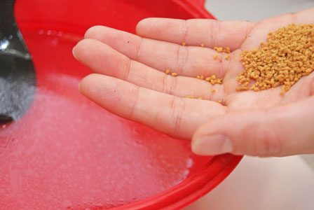 のだめカンタービレ ペリメニ シベリア餃子 ターニャ ビストロ・アニメシ