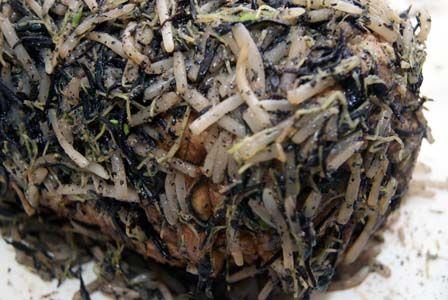 ビストロ・アニメシ